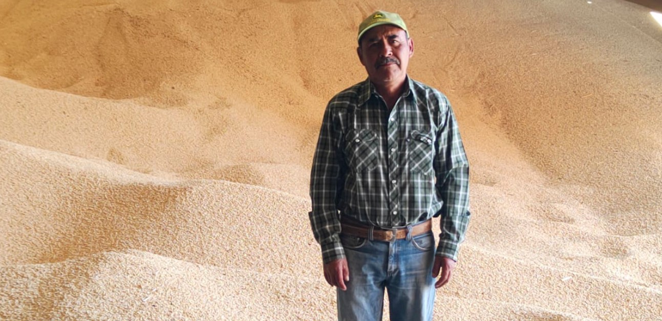 Gobierno reactiva apoyos al maíz en Sinaloa