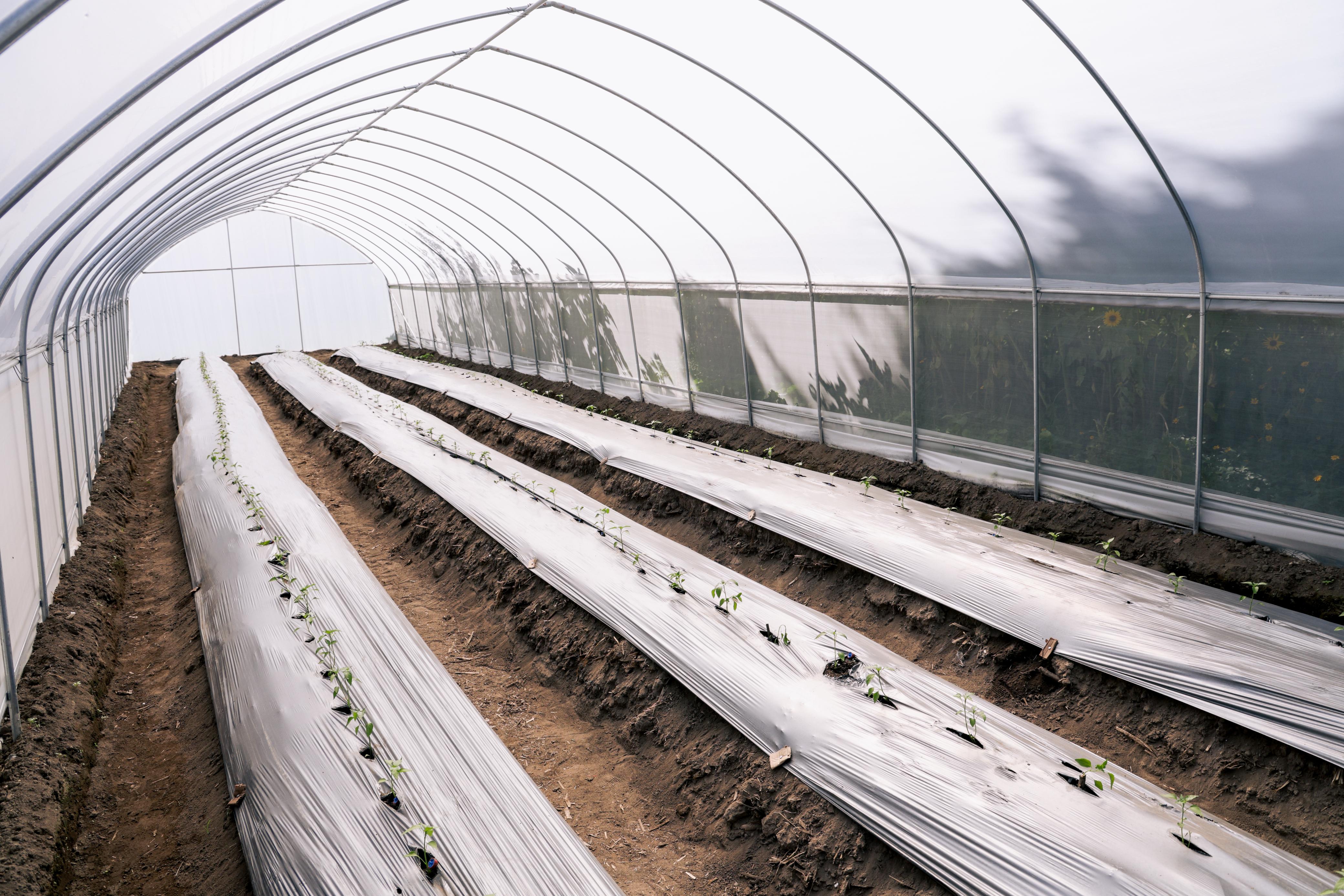 Lupita Cuautle entrega invernaderos y apoyos al campo en San Andrés Cholula