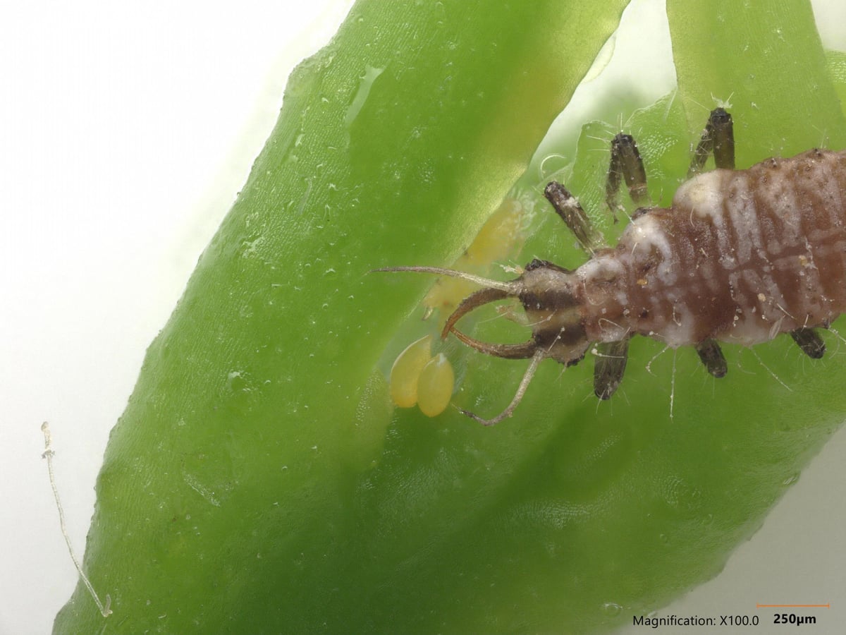 Nuevo descubrimiento abre una ruta prometedora para productores y hogares