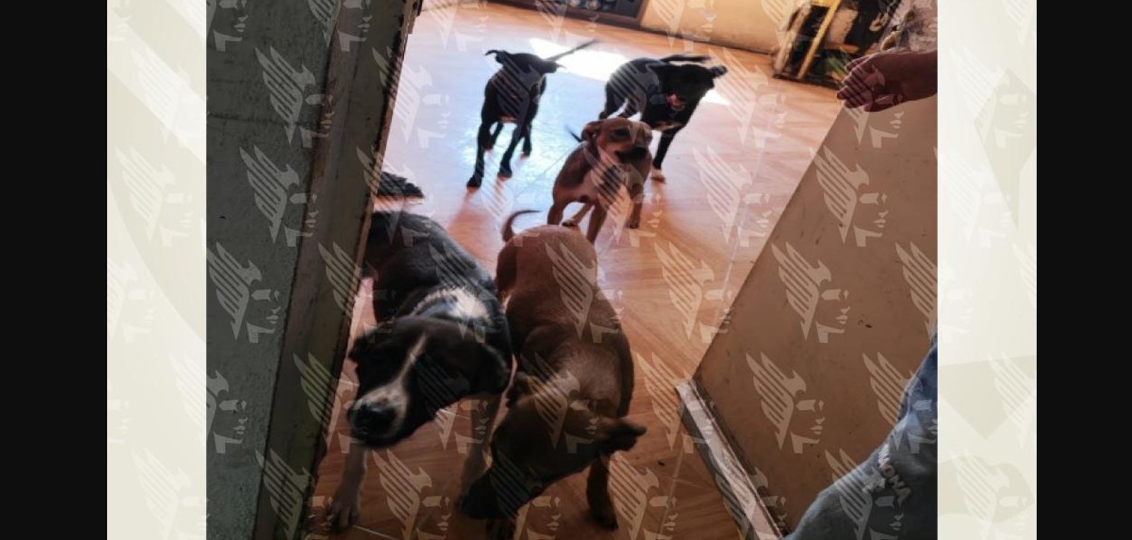 Perros rescatados de un inmueble en Puebla