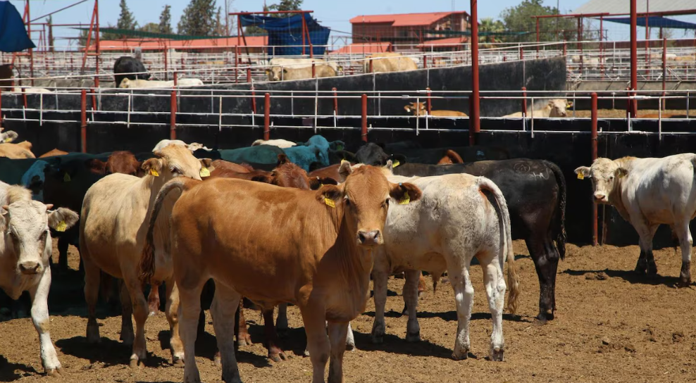Ganadero mexicano junto a terneros que serán exportados a Estados Unidos.