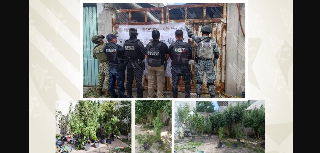 Plantas de marihuana aseguradas durante un cateo en Puebla.