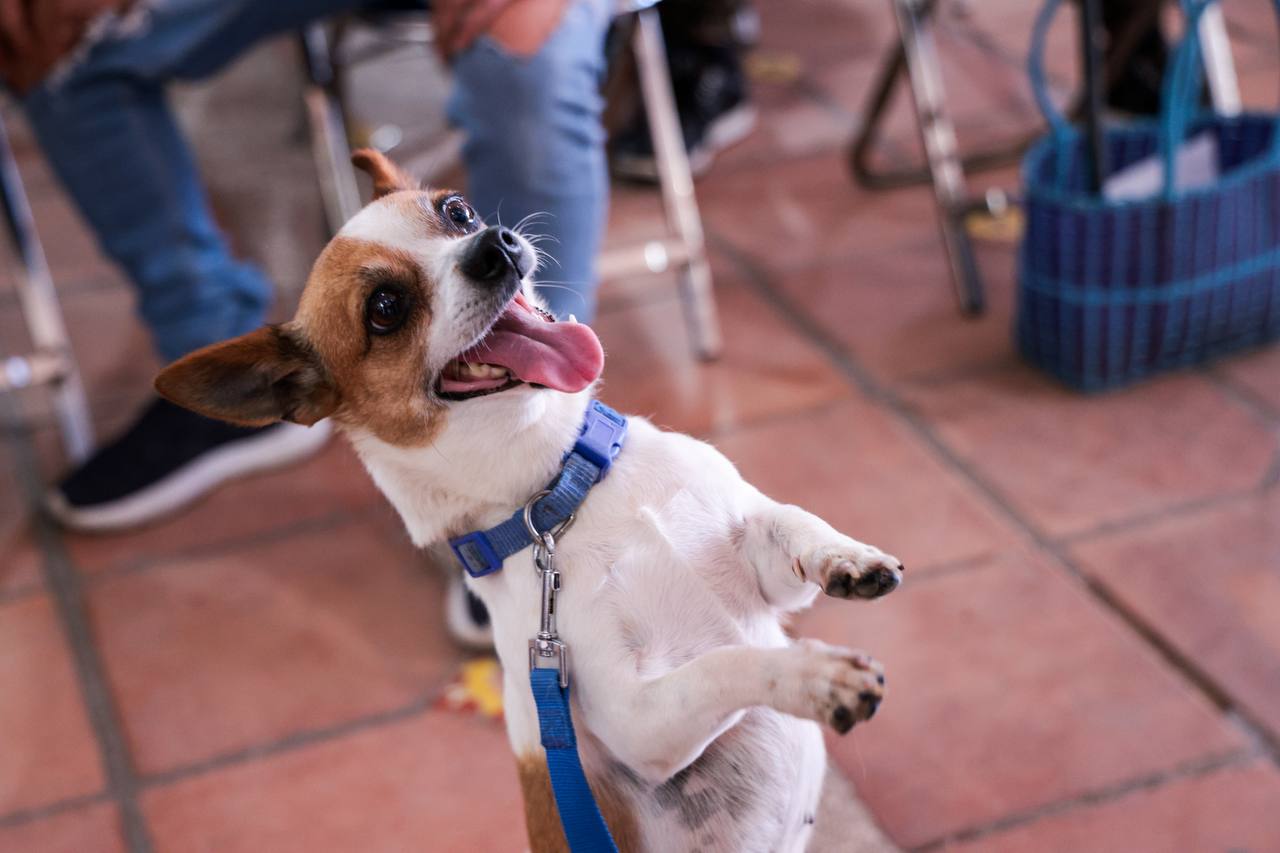 Lupita Cuautle promueve una cultura de respeto y bienestar animal