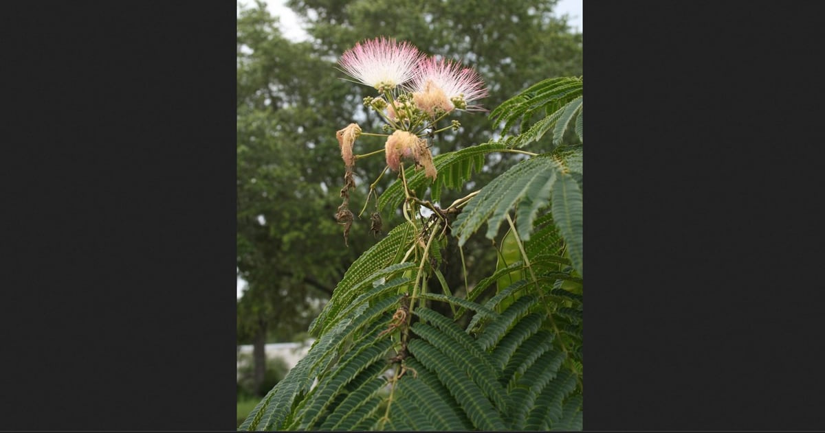 UF/IFAS lanza herramienta clave contra especies invasoras