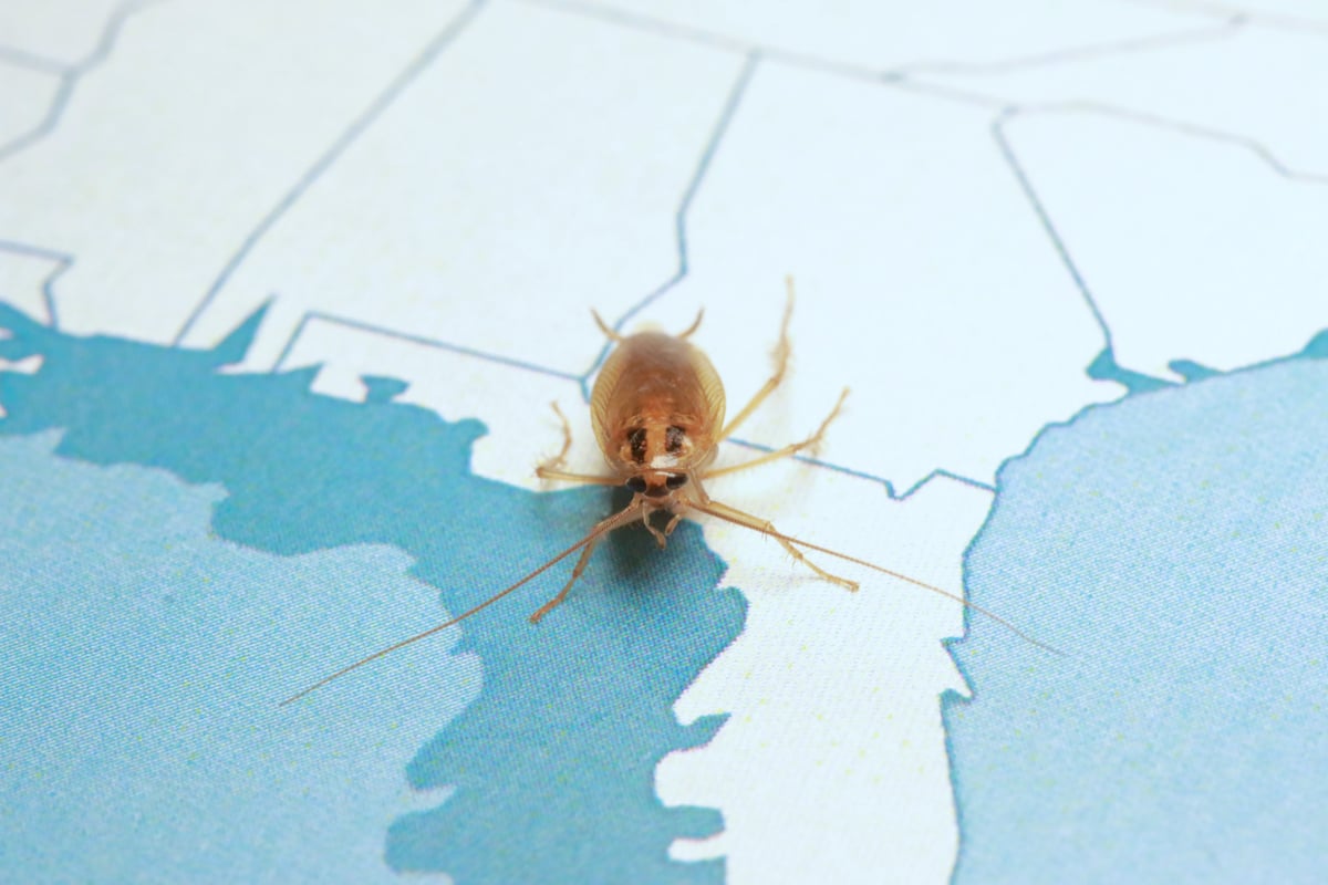 Cucaracha en el interior de un departamento.