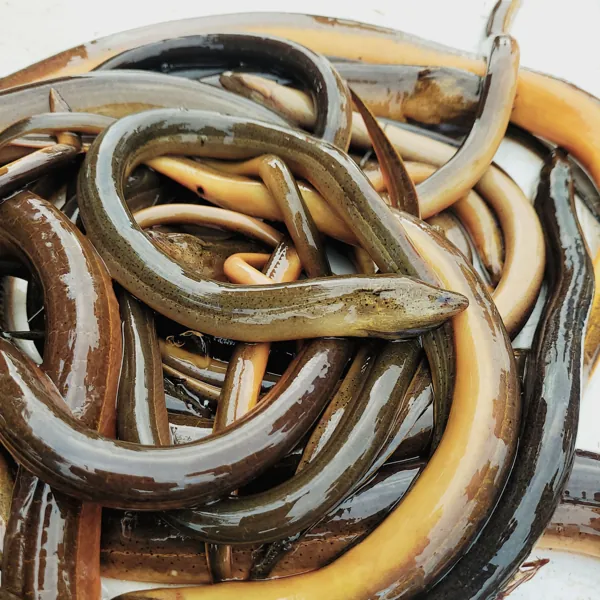 anguila1