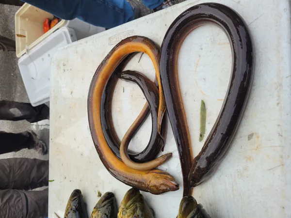 anguila2