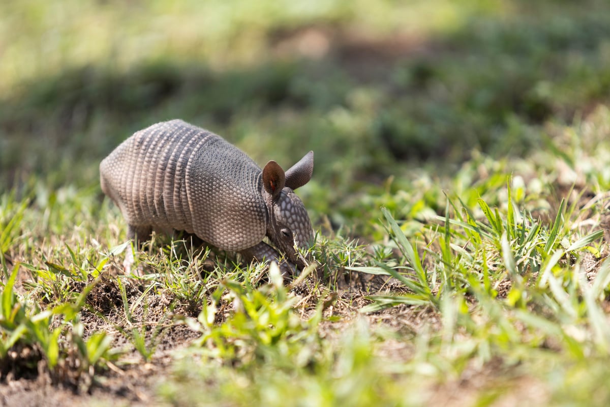 Armadillo de nueve bandas caminando sobre el suelo de un jardín.