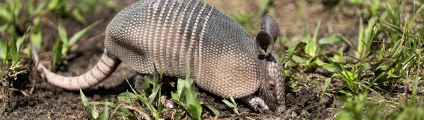 armadillo4