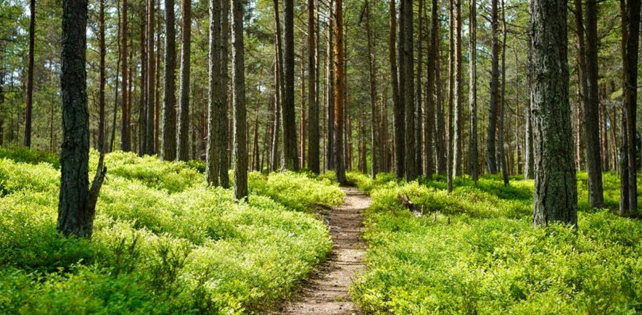 Un llamado global para proteger los bosques