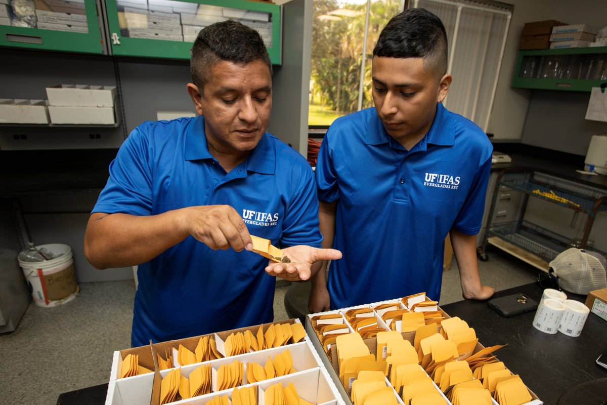 Germán Sandoya (izquierda) examinando muestras de semillas en un laboratorio en el Centro de Investigación y Educación de los Everglades de UF/IFAS.