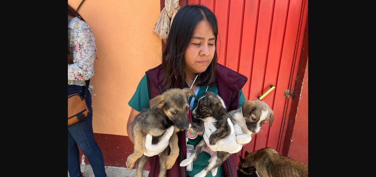 Perros rescatados en Puebla