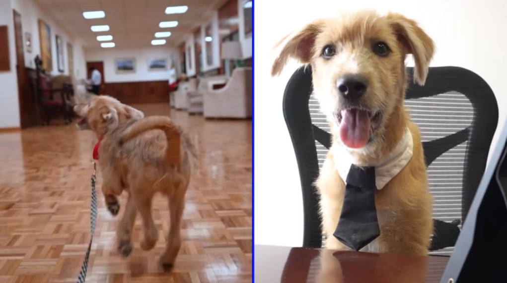 Rollo, cachorro en Palacio Nacional