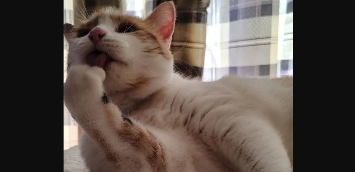Sobres de alimento húmedo para gatitos