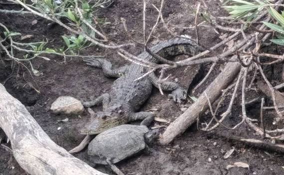 Cocodrilo lleva ocho meses en Laguna de San Baltazar; piden su reubicación