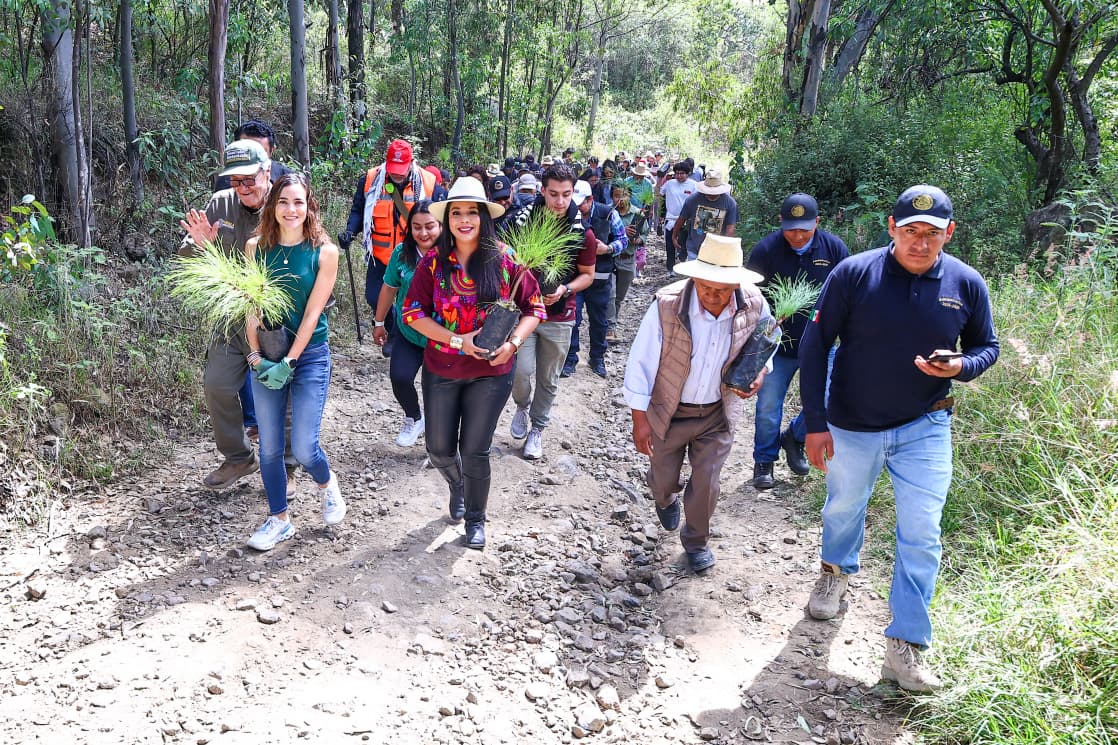 San Pedro Cholula suma 16 jornadas de reforestación con 600 árboles plantados en el Cerro Zapotecas