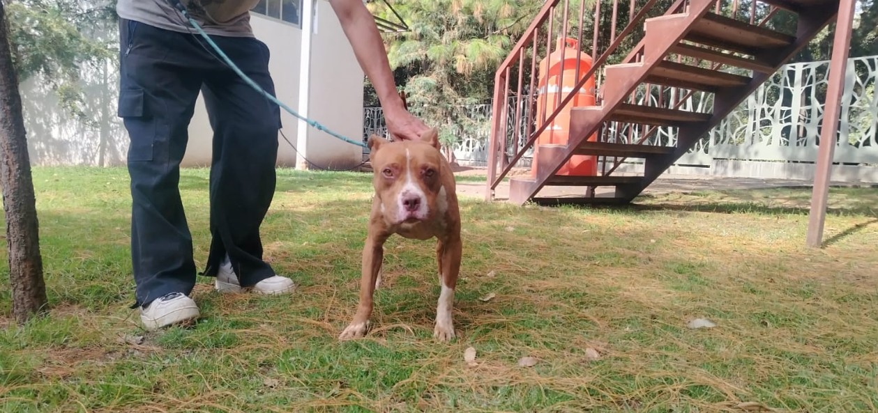Canina “Cariño” recibe atención veterinaria