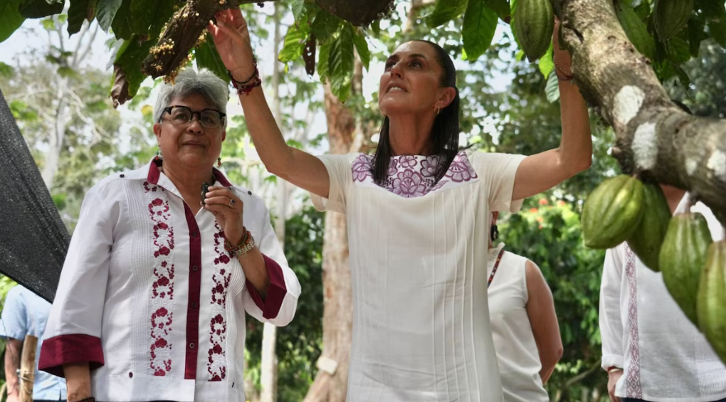 Claudia Sheinbaum durante anuncio sobre cacao en Tabasco
