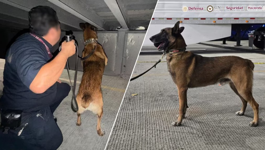 Perro detector durante revisión de un tractocamión en Tijuana.