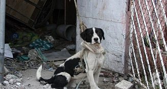 Sólo 31 municipios de Tlaxcala reciben denuncias por maltrato animal: OCPA