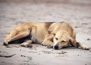 Realiza OCPA solicitud de información a SESA por levantamiento de perros en capital
