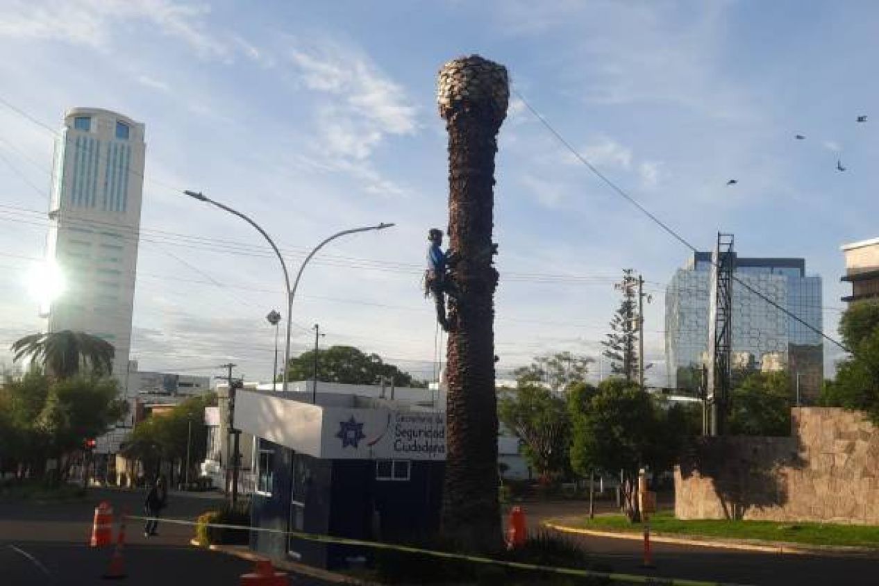 Retiran palmeras muertas en La Paz y anuncian reforestación