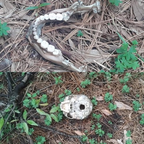 Encuentran restos humanos en zona boscosa de Mazatecochco