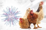 OMS confirma primer deceso por gripe aviar en México 