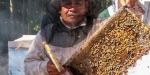 Foto: Cortesía Lanzan estrategia nacional para cuidar a las abejas