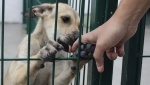 Foto: Cortesía Solo cinco denuncias por crueldad animal llegan a la Fiscalía en Puebla, pese a decenas de reportes cada mes