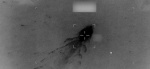 Foto: Cortesía Embarcación interceptada durante operativo de Estados Unidos en el océano Pacífico.