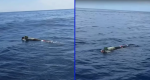Foto: Cortesía Pescadores encuentran un aparente torpedo flotando en el mar de Ensenada.