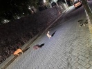 Foto: Cortesía Incertidumbre y abandono: el destino de los perritos de "Don Huesos" tras su fallecimiento en Tlaxcala