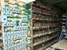Foto: Cortesía Incautan granja de criptomonedas en Tlaola